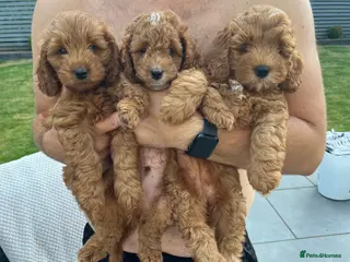 Cockapoo dogs Toy Cockapoo Puppies - Advert 5