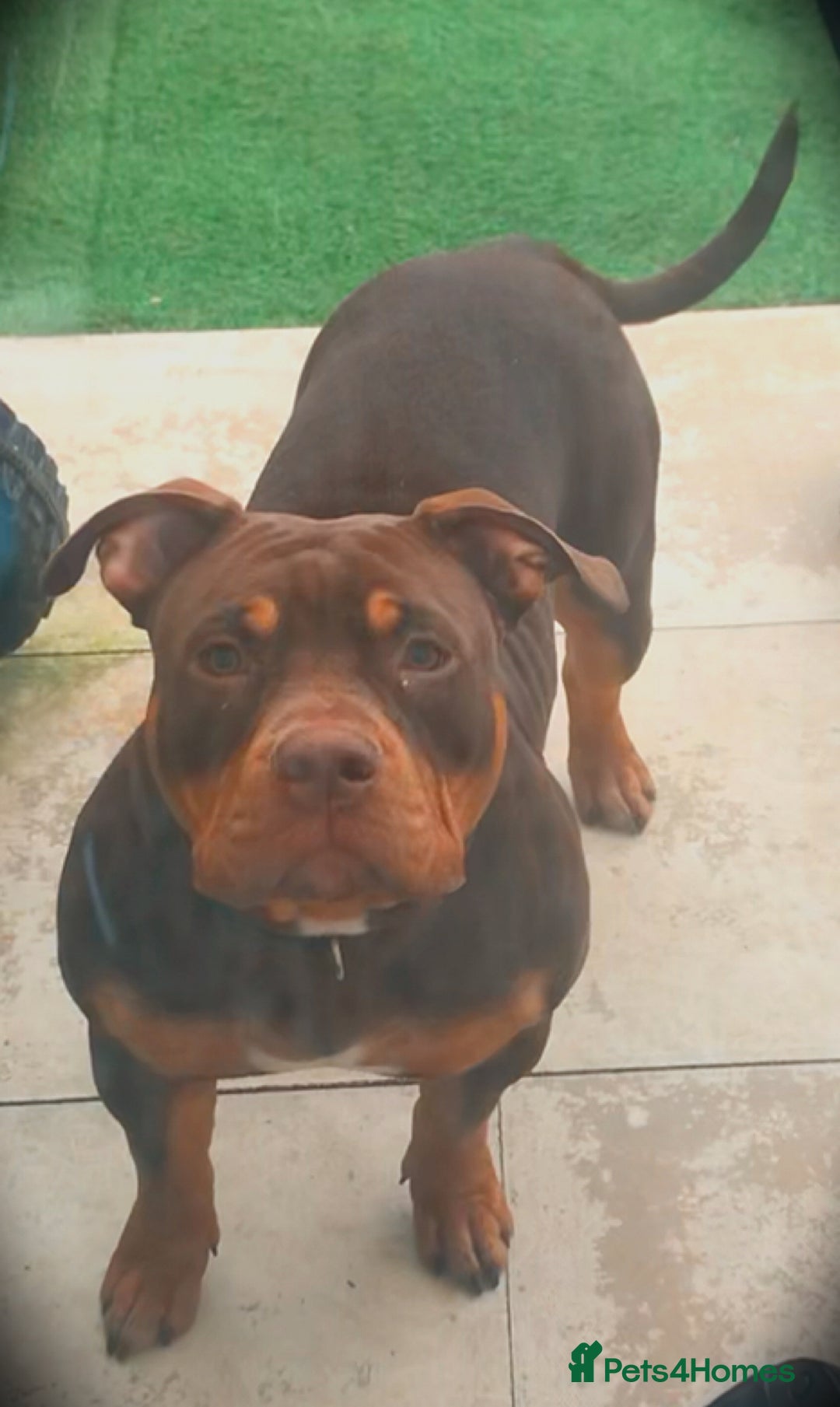 American Bully dogs for sale: Deebo POCKET BULLY  - Image 3