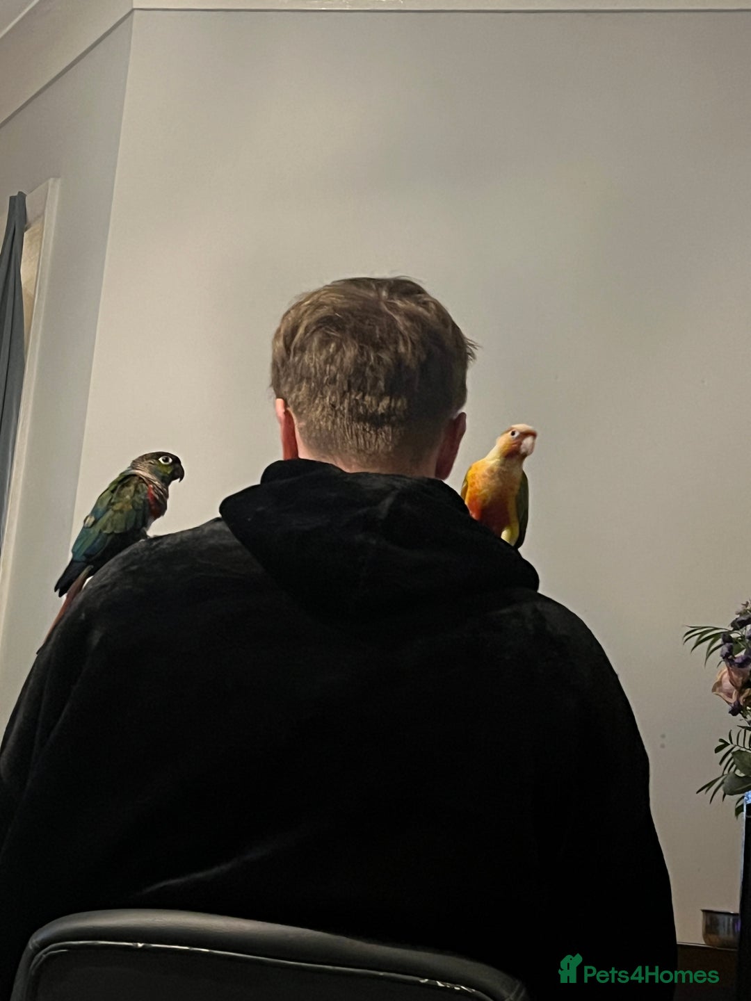 Conures birds for sale: Playful 1yr old hand raised Male conure for sale  - Image 5