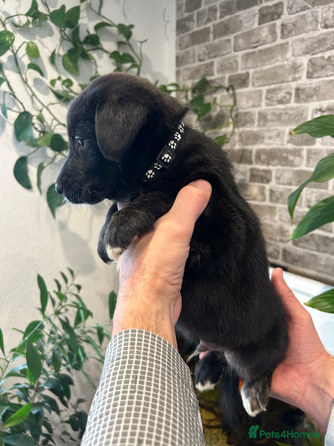 Mixed Breed dogs for sale: Aussiedor puppies - Advert 10