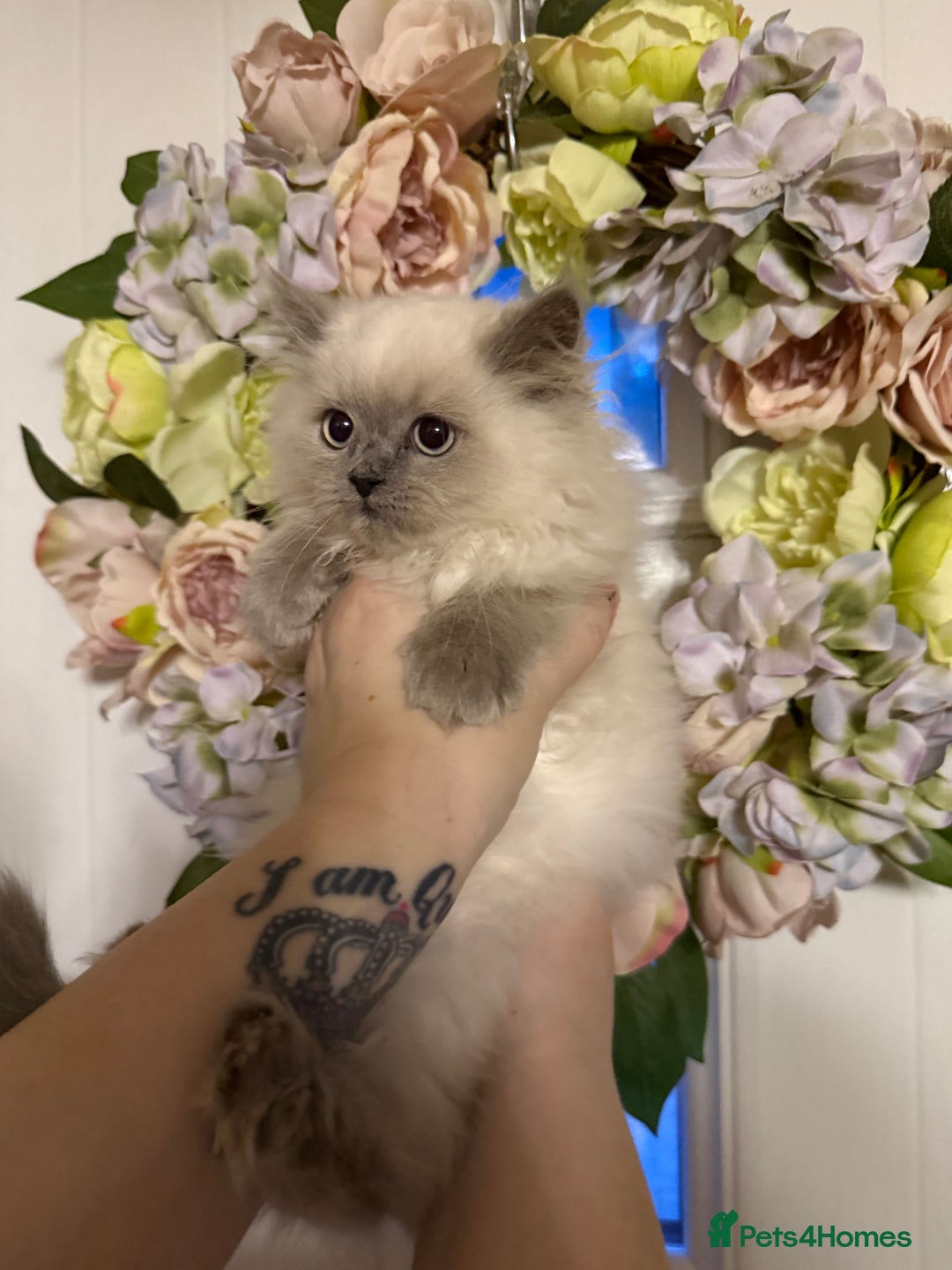 Persian cats for sale: Persians  - Image 5
