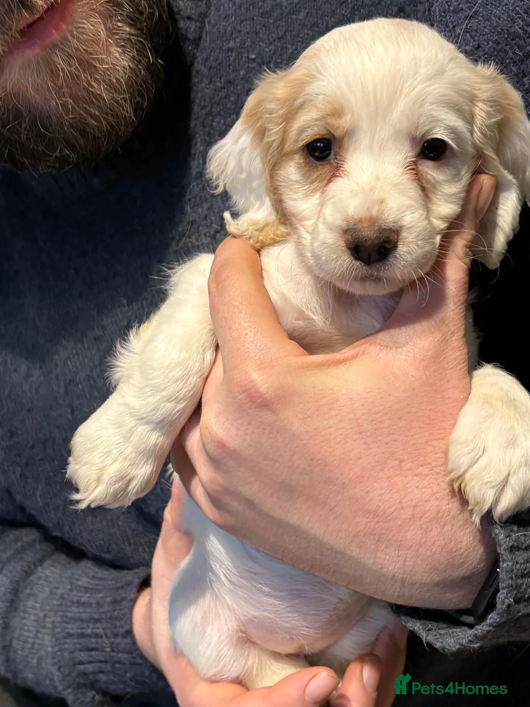 Cocker Spaniel dogs for sale: Working cocker spaniels  - Advert 2