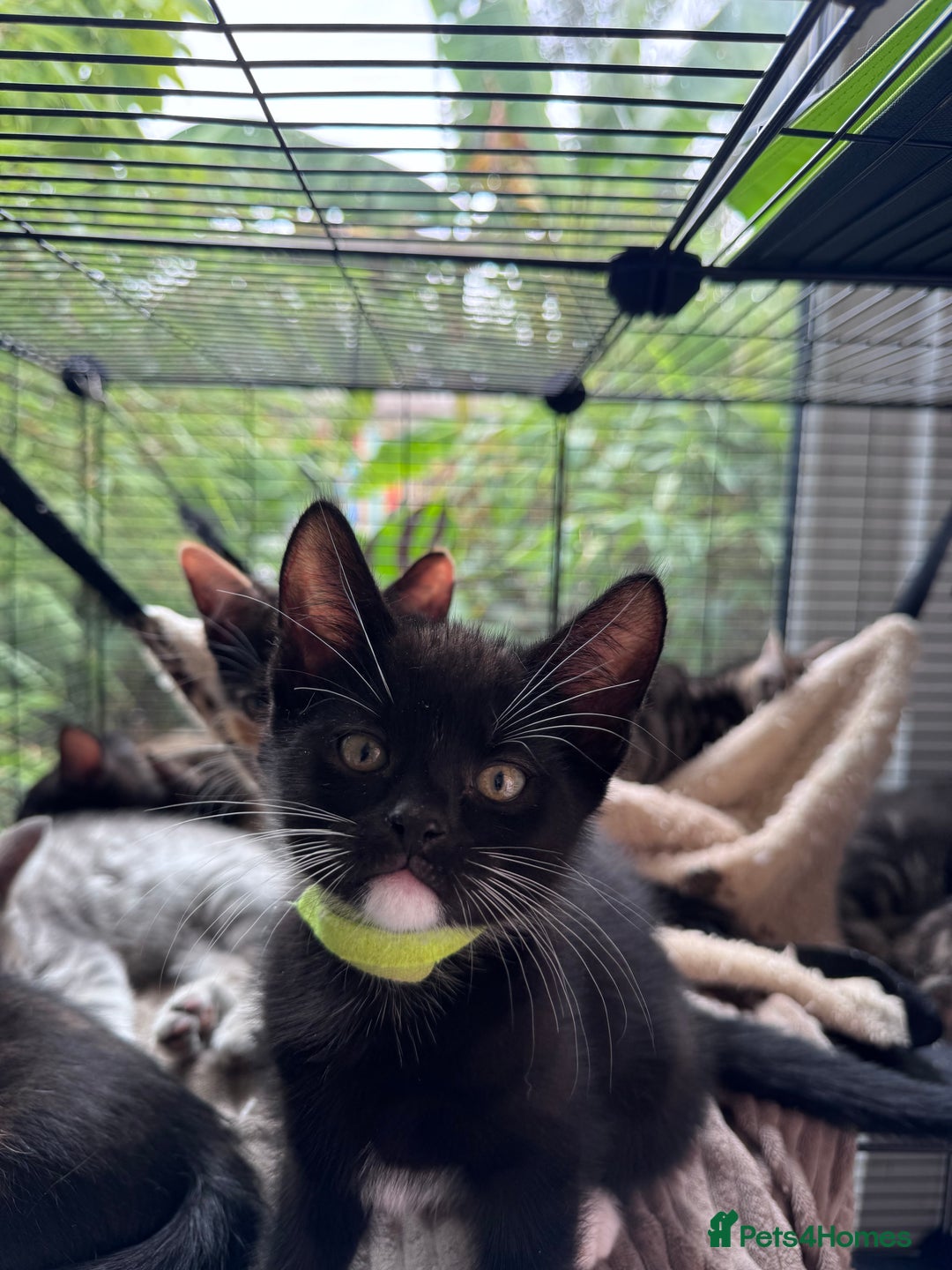 Bengal cats for sale: 11 Tortie, Tabby and Tuxedo Kittens - Image 5