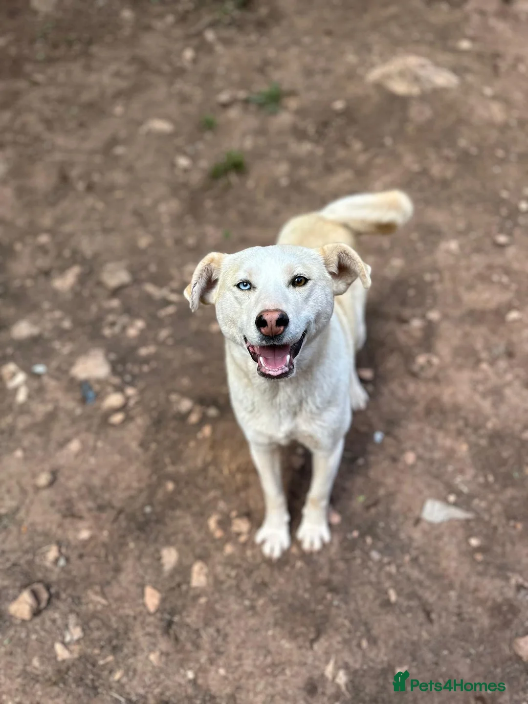 Mixed Breed dogs for adoption: Sakari 💛 - Advert 2