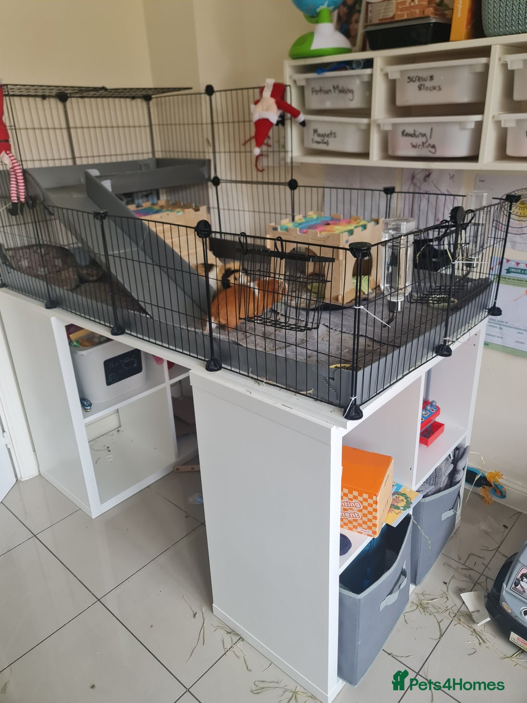 Guinea Pig rodents for sale: FREE - TO LOVING HOME - Advert 1