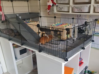 Guinea Pig rodents FREE - TO LOVING HOME - Advert 1