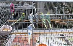Budgerigars birds for sale: Mixed budgies - Image 1
