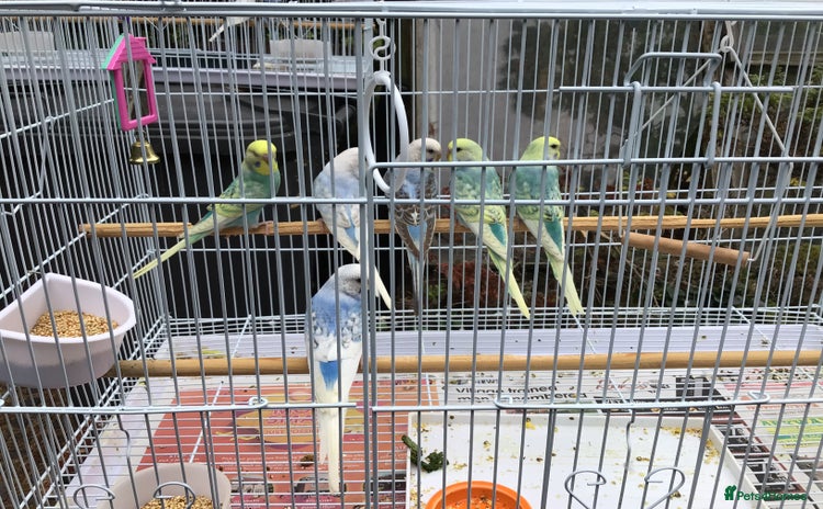 Budgerigars birds - Advert 1