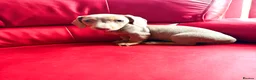 Miniature Dachshund dogs for sale: KC pure Miniature Dachshunds   - Advert 7