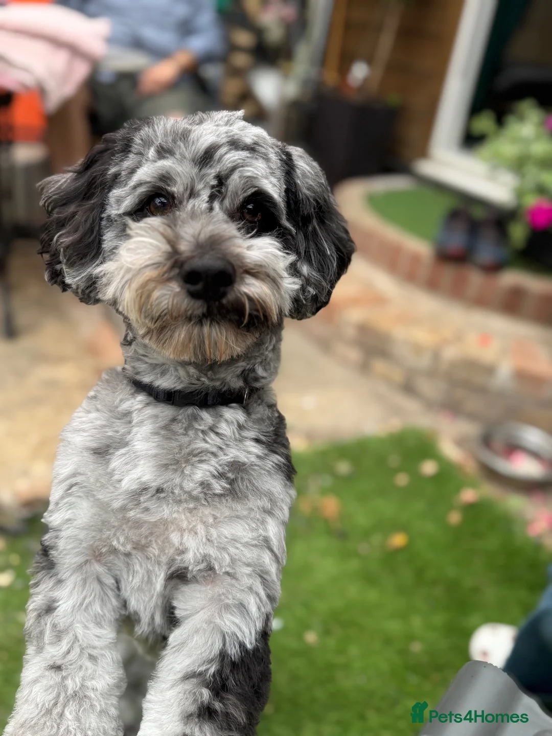 Lhasapoo dogs for stud: Lhasapoo STUD  in Kettering - Advert 6
