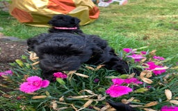 Schnoodle dogs for sale: LAst GIRL REDUCED READY NOW  - Image 31