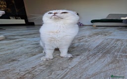 Scottish Fold cats for stud: Stuning Schotish Fold🐈For Stud 💗looking Queens🐱 in Gravesend - Image 10