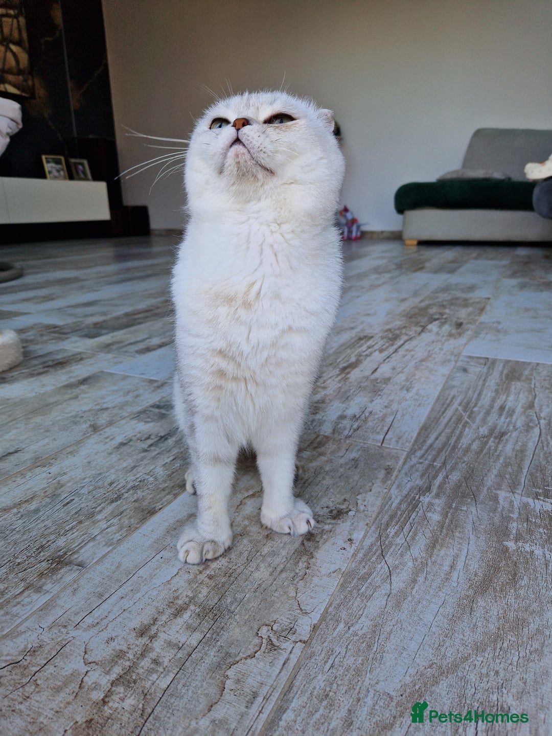 Scottish Fold cats for stud: Stuning Schotish Fold🐈For Stud 💗looking Queens🐱 in Gravesend - Image 10