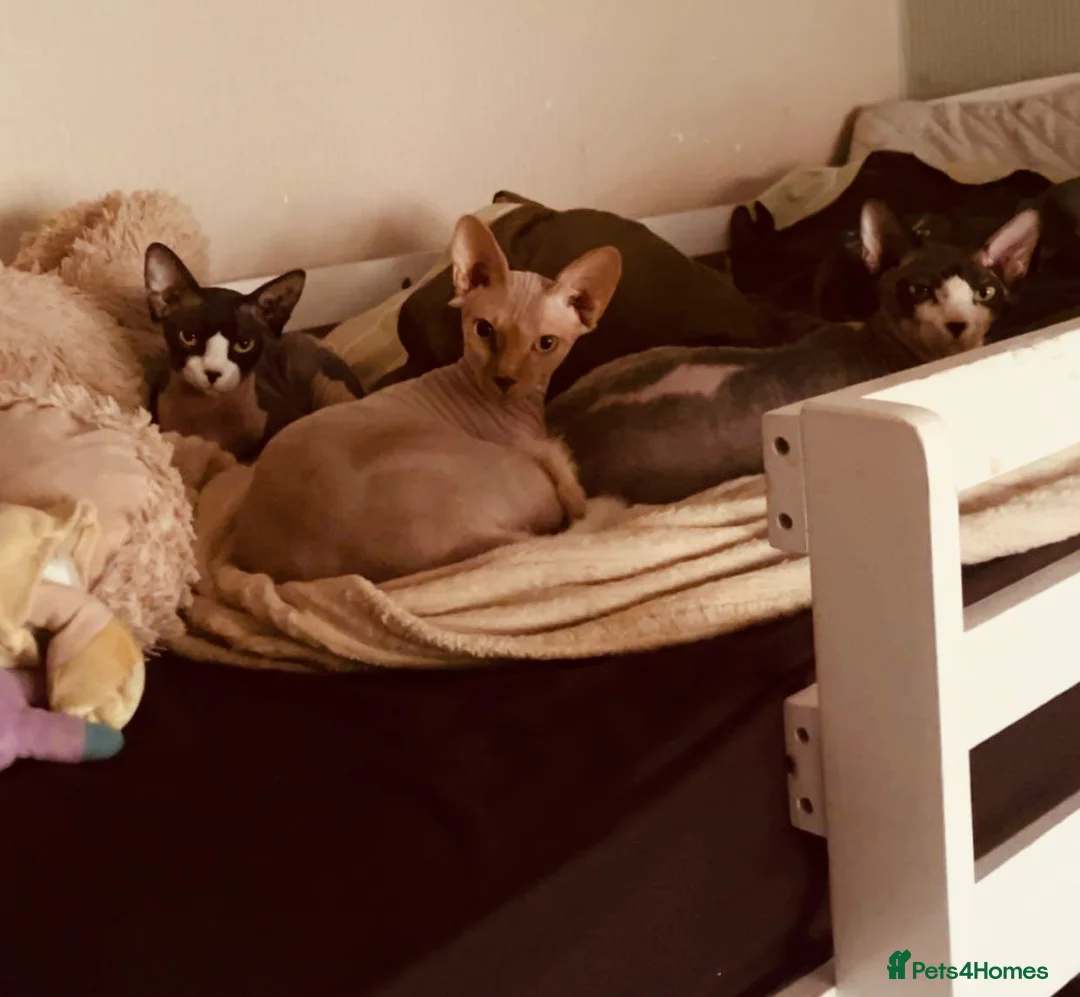 Sphynx cats for sale: 3 Sphynx cats to be rehomed - Advert 8