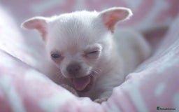 Chihuahua dogs for sale: Kc Registered Quality chihuahua puppies  - Image 7