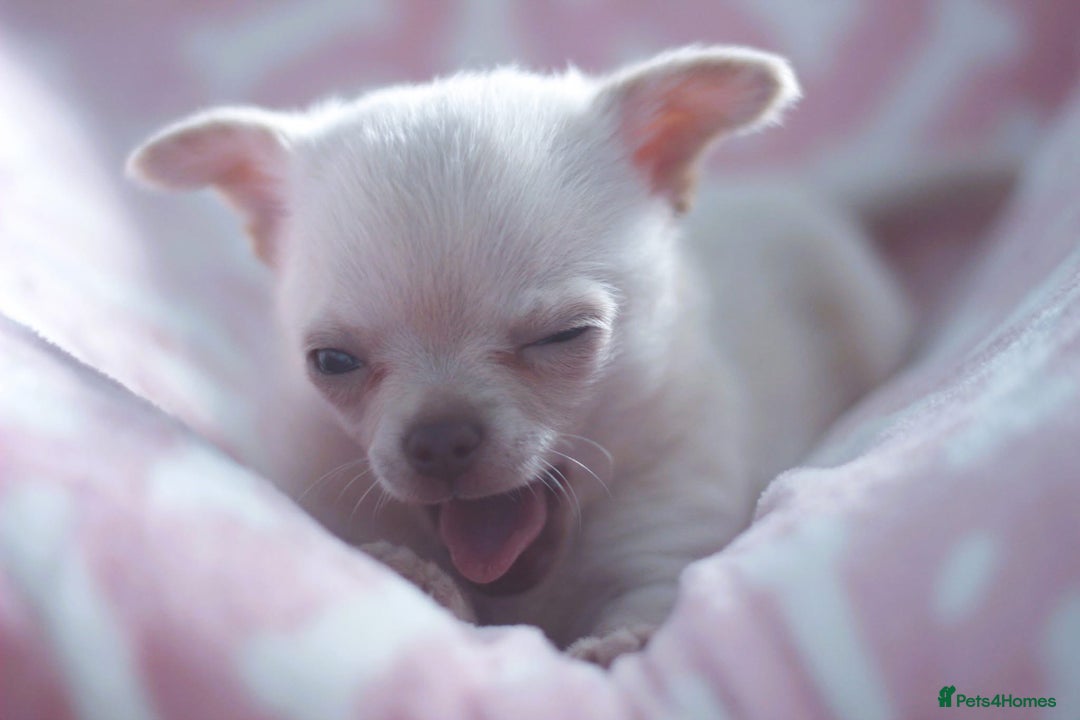 Chihuahua dogs for sale: Kc Registered Quality chihuahua puppies  - Image 7