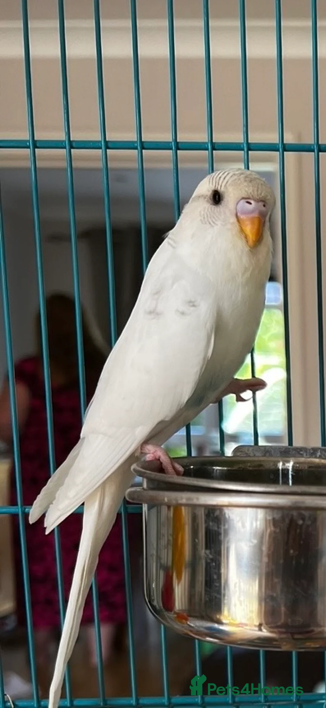 Budgerigars birds for sale: Blue and White male budgie - Advert 1