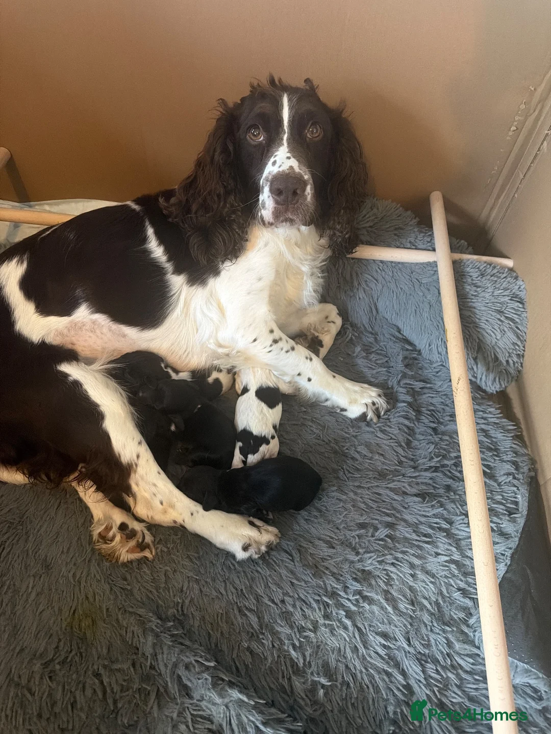 Sprocker dogs for sale: 4 x Sprocker pups for sale  - Advert 5