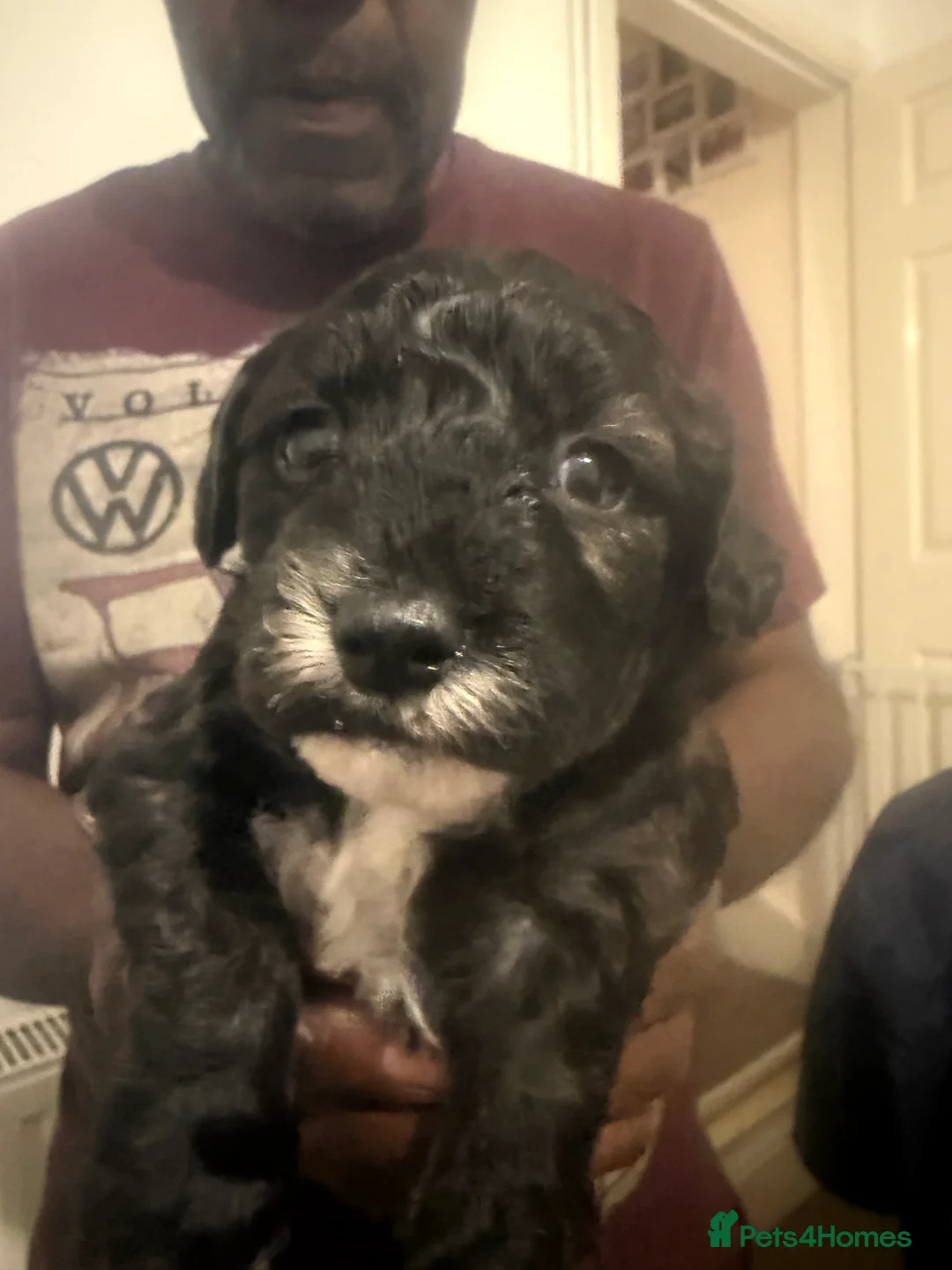 Mixed Breed dogs for sale: Cockapoo x Shihpoo  in Gainsborough - Advert 2