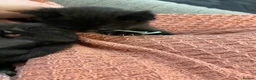 Mixed Breed cats for sale: Delta  in Plymouth - Advert 20
