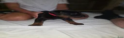 Chinese Red Dog dogs for sale: Stunning Chinese Red Dog Puppies. in Manchester - Advert 17
