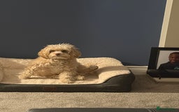 Cavapoo dogs for sale: Adult Male Dog For Sale - Image 4