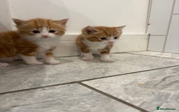 Mixed Breed cats for sale: 5 Beautiful Ragdoll/Tabby Kittens  - Image 7