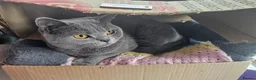 British Shorthair cats for sale: Blue British shorthair female (2y old) in Northwich - Advert 4