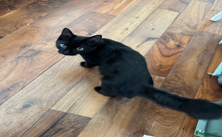 Bombay cats - Advert 1