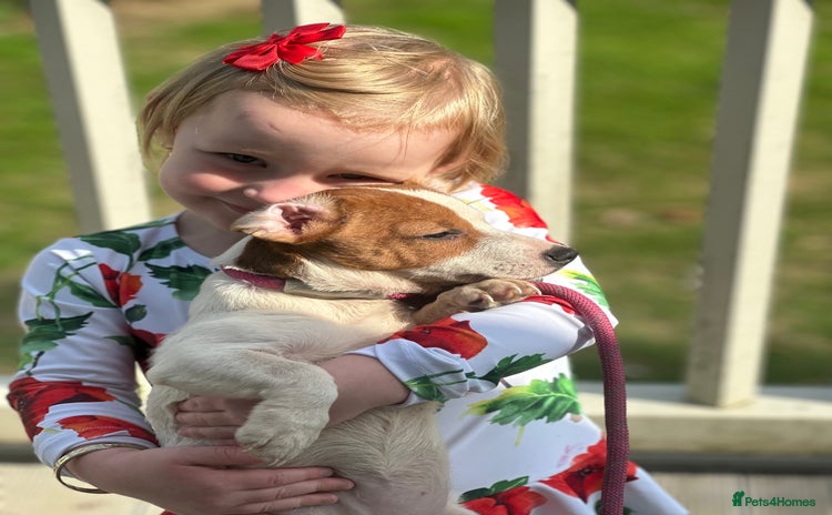 Jack Russell dogs - Advert 6