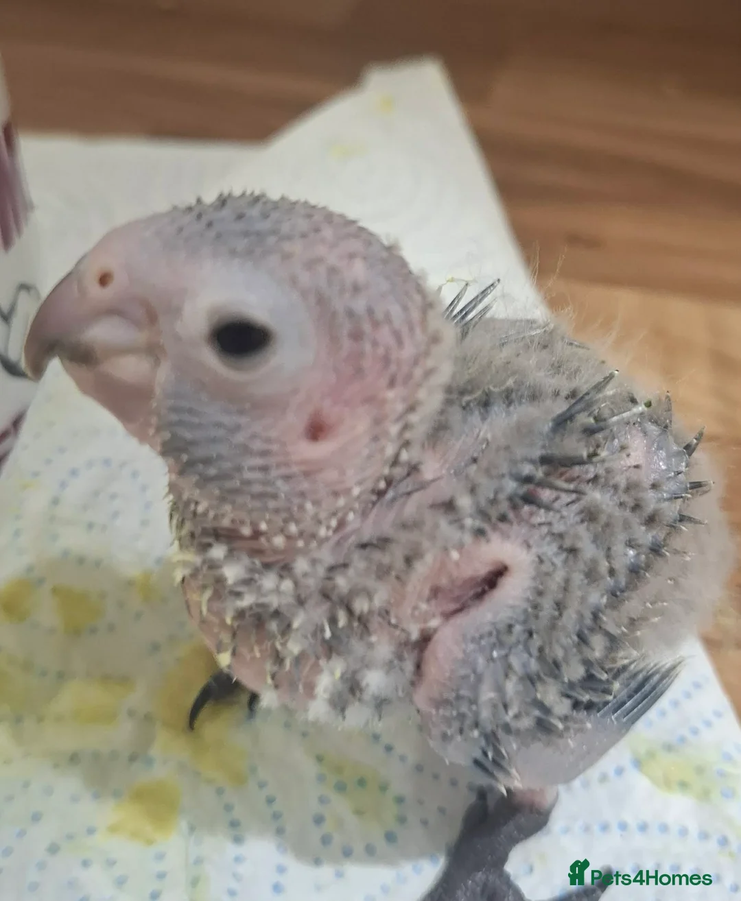 Conures birds for sale: Crimson Bellied Conure - Advert 6