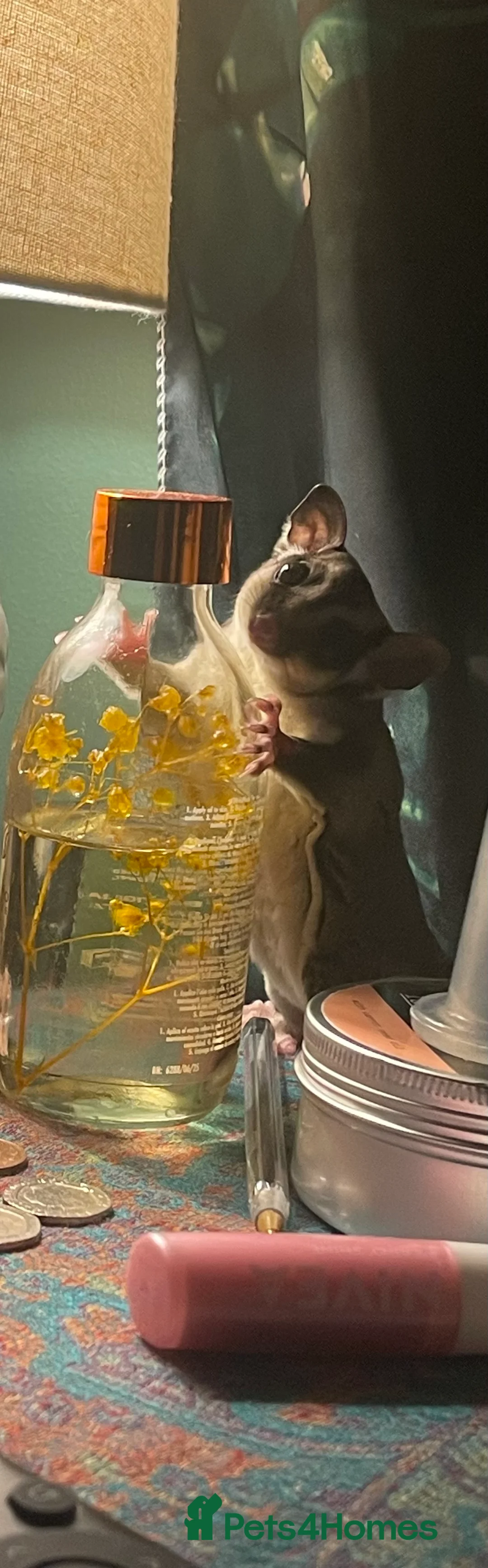 Sugar Glider rodents for sale: 2x sugar gliders for sale (male & female) - Advert 2