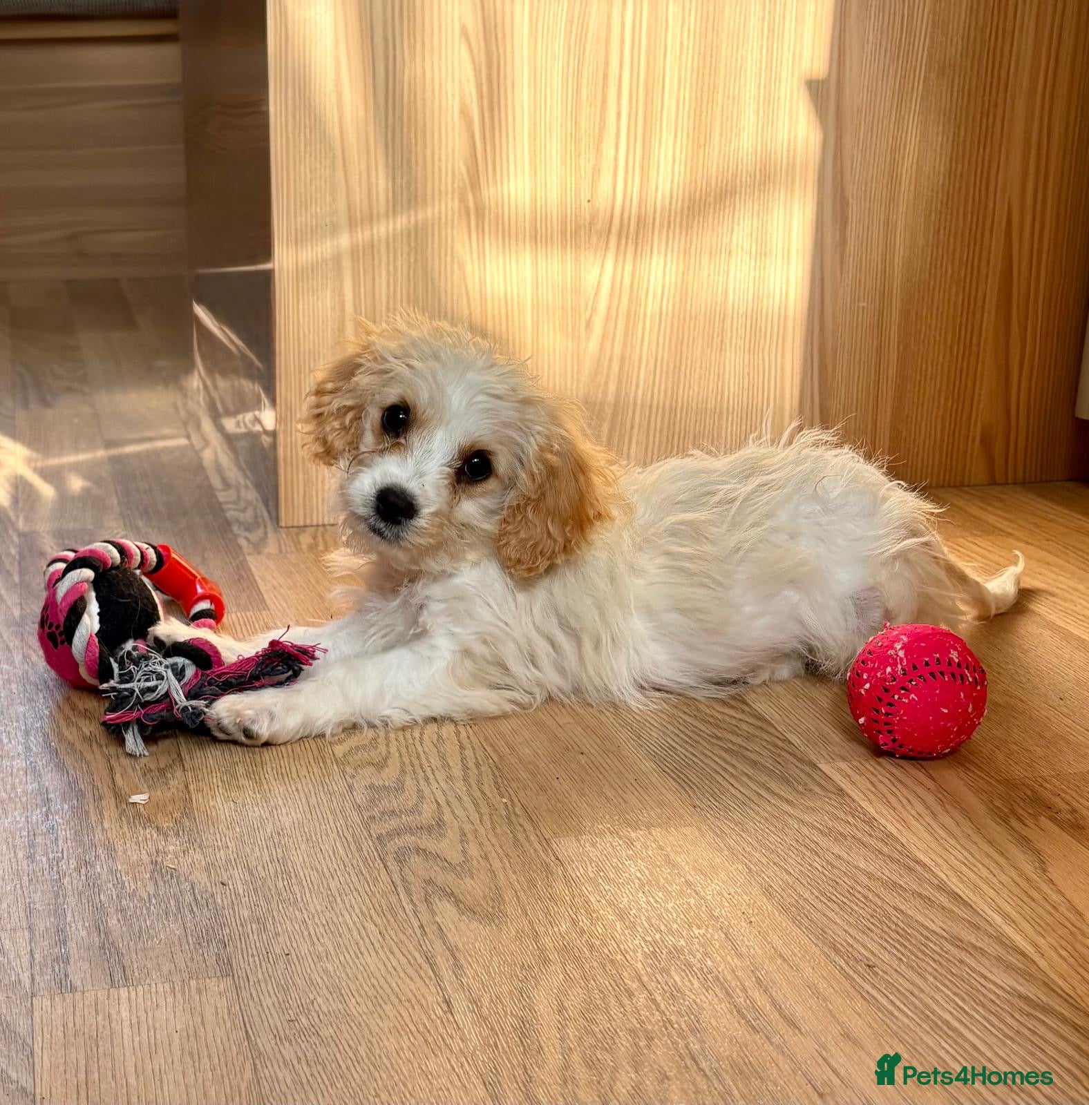 Cavapoo dogs F1b Cavapoo puppies! - Advert 11