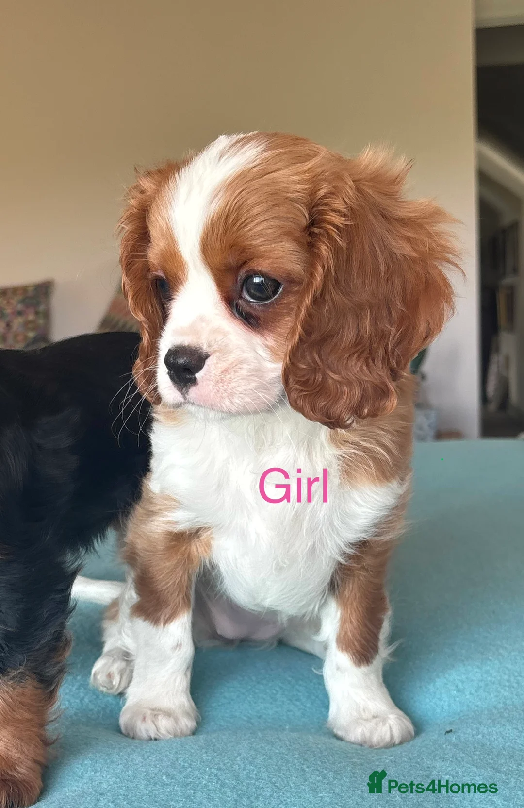 Cavalier King Charles Spaniel dogs for sale: 🐾KC reg,Extensively health tested Cavalier pups🐾 - Advert 10