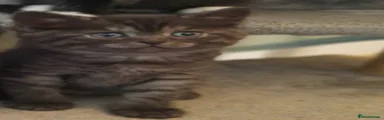 Mixed Breed Kitten 2