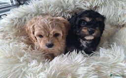 Cavapoo dogs for sale: CAVAPOO PUPPIES - Image 13