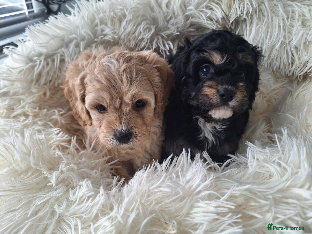 Cavapoo dogs for sale: CAVAPOO PUPPIES - Image 13