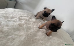 French Bulldog dogs for sale: Two beautiful girls still available  - Image 6