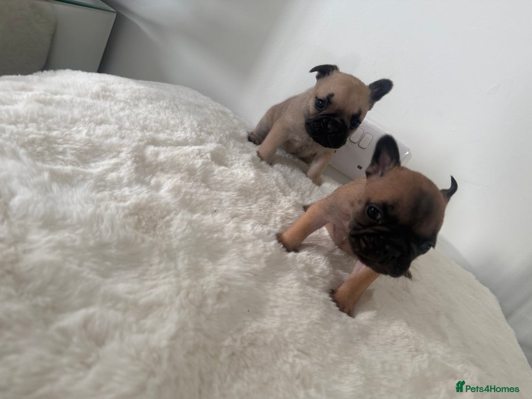 French Bulldog dogs for sale: Two beautiful girls still available  - Image 6