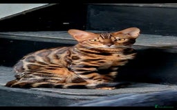 Bengal cats for sale: TICA active female bengal  - Image 5