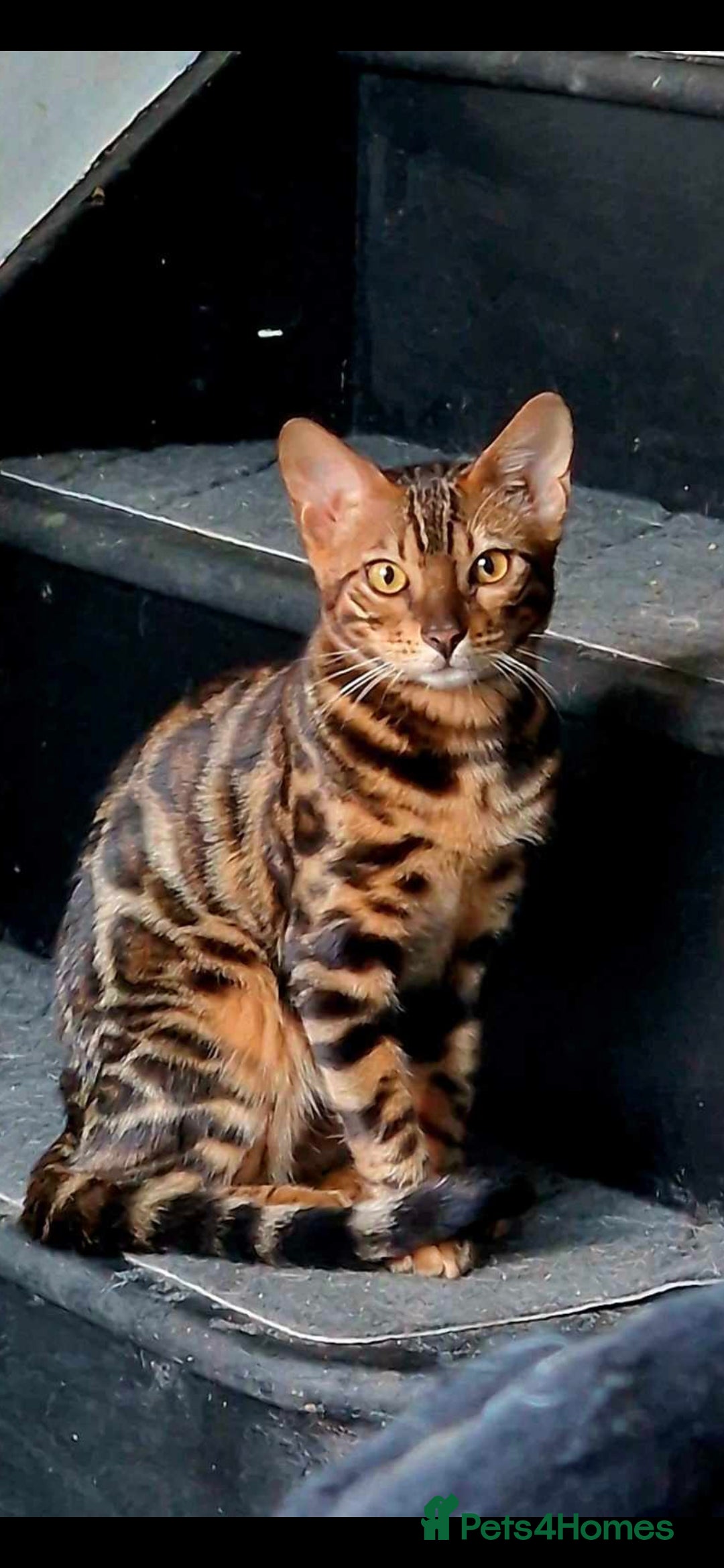 Bengal cats for sale: TICA active female bengal  - Image 5