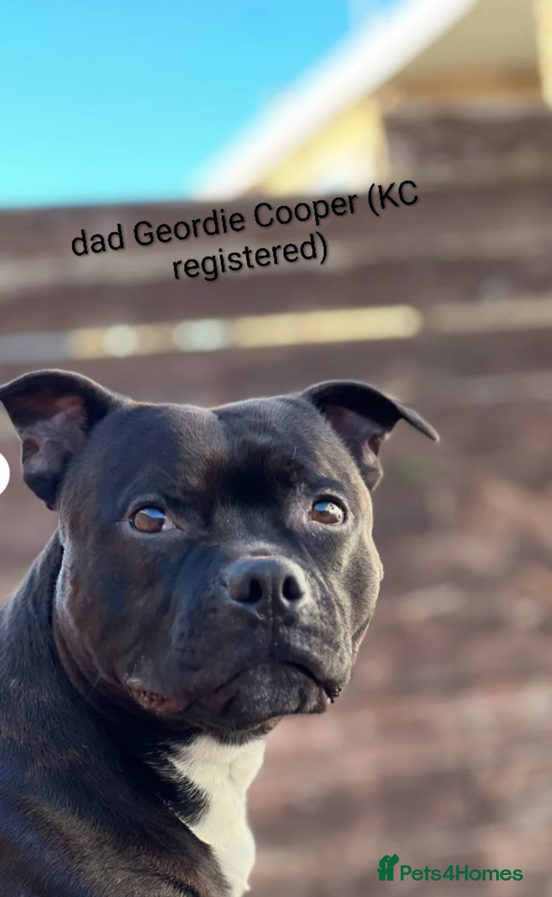 Staffordshire Bull Terrier dogs for sale: Ms/Mister - Image 6