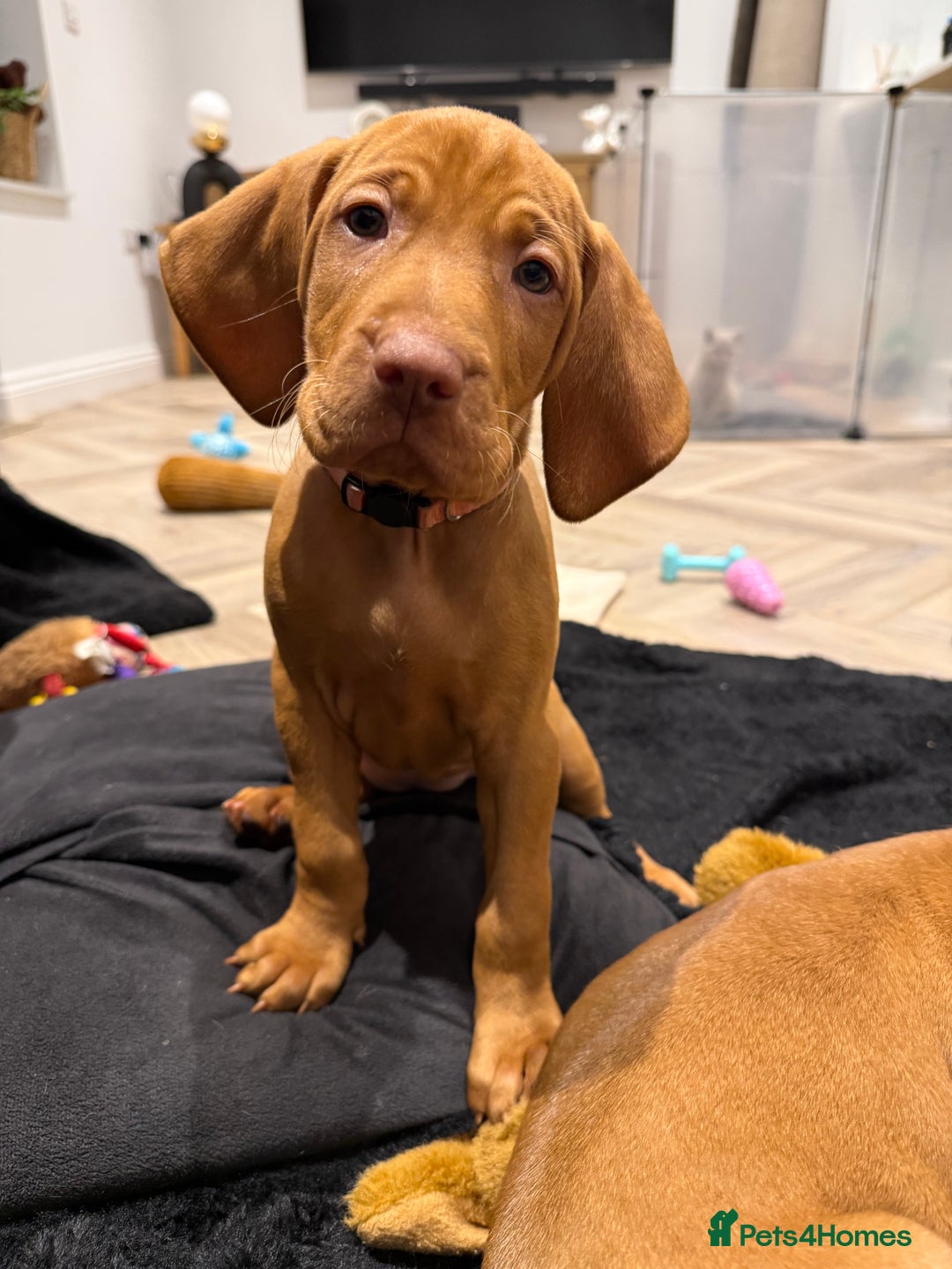 Hungarian Vizsla dogs for sale: KC registered Hungarian Vizsla puppies - Image 36