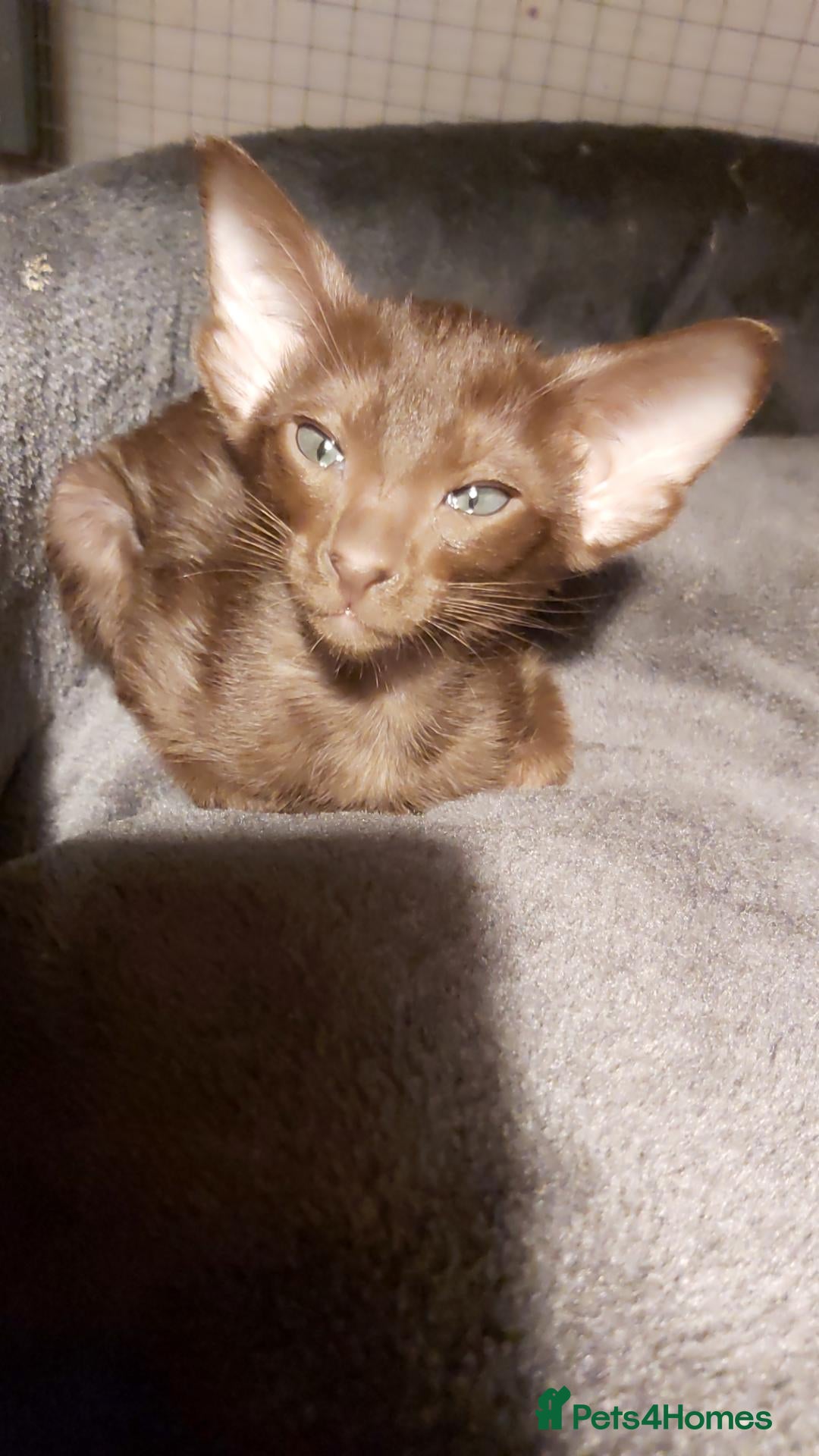 Oriental cats FULL Pedigree Oriental XL size ears GCCF - Advert 7