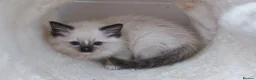 Ragdoll cats for sale: RAGDOLLS GIRL SEAL POINT BLUE EYES  - Advert 11