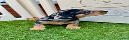 Miniature Dachshund dogs for sale: 5★ LICENSED BREEDER • KC REG BOYS READY NOW  - Advert 25