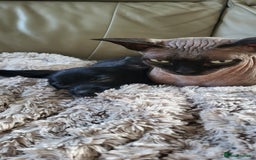 Mixed Breed dogs for sale:  Reserved Boy Small Male Papillon Cross Chihuahua  - Image 13