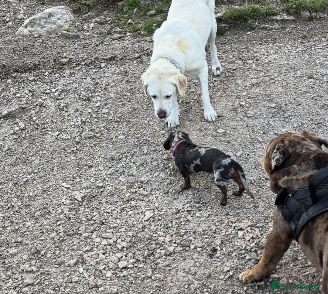 Dachshund dogs for sale: Blue Dapple miniature dachshund - Image 3