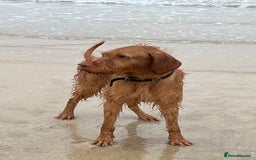 Hungarian Vizsla dogs for sale: Wire haired Hungarian Vizsla - Image 4