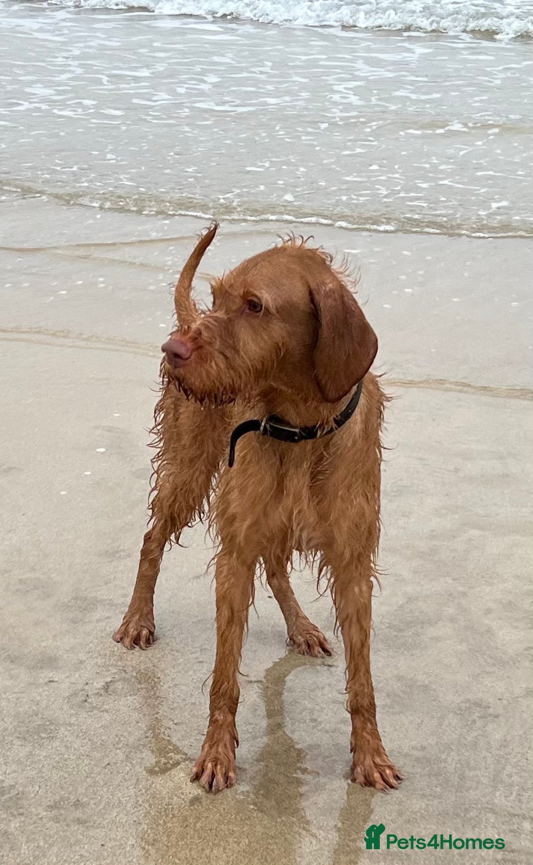 Hungarian Vizsla dogs for sale: Wire haired Hungarian Vizsla - Image 4
